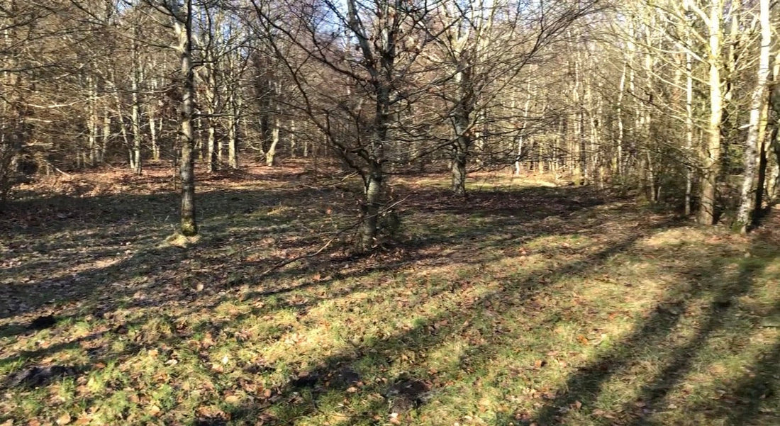 Løvbakke Skov Teltplads